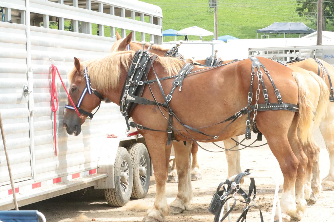 2026 180th Muskingum County Fair 524