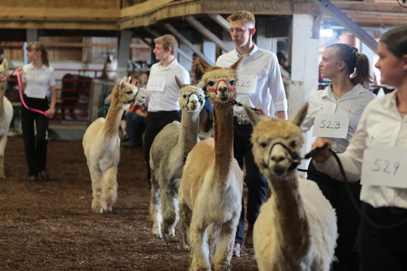 2026 180th Muskingum County Fair 98