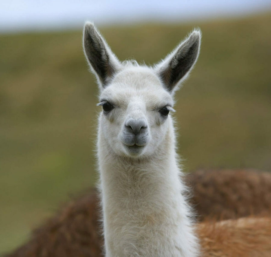 Muskingum County Fair Llama Alpaca Show