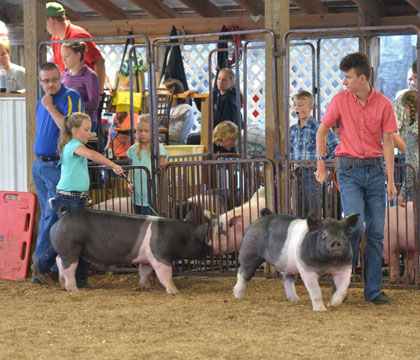 Open Class Jackpot Market Hog Show Open to producers. 4-H members are welcome.